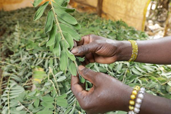 Global warming increases pest infestation.