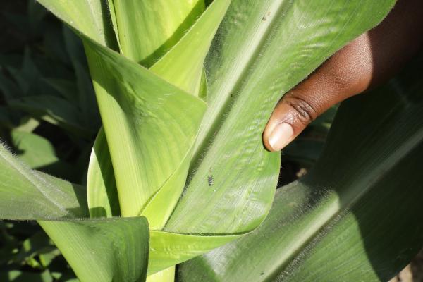 Insect on a plant