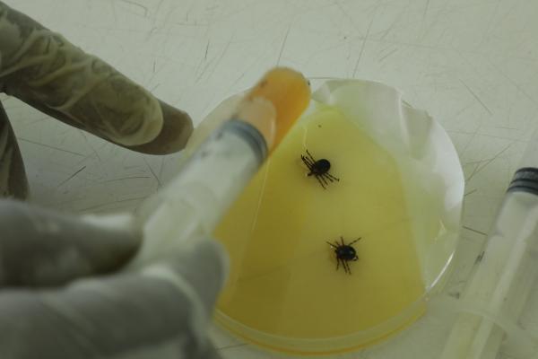 Insects in the laboratory